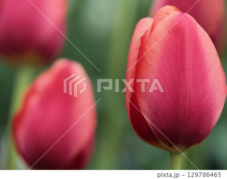 4月に美しく咲いた色彩豊かなチューリップの花 129786465