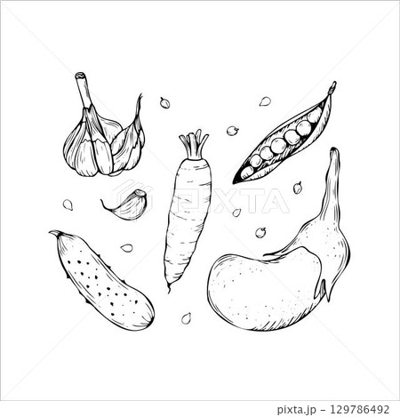 Garlic Carrot Cucumber Peas and Eggplant Hand Drawn Sketch 129786492