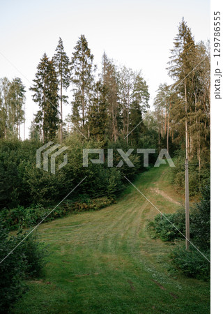 Scenic Forest Pathway Amidst Tall Pine Trees 129786555