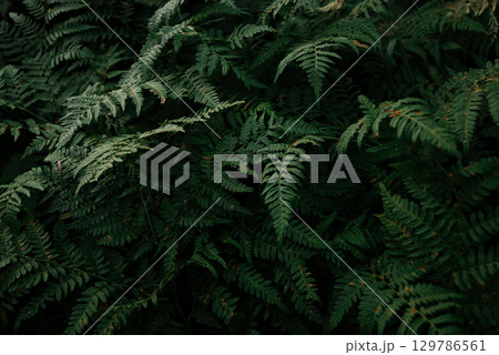 Dense green foliage of Pteridium fern in natural woodland setting 129786561