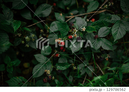 Ripe and unripe fruits of Rubus fruticosus on green foliage Ripe and unripe fruits of Rubus fruticosus on green foliage 129786562