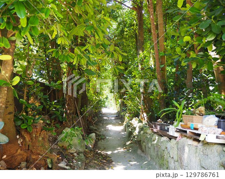 沖縄の木陰が涼しい裏道 129786761