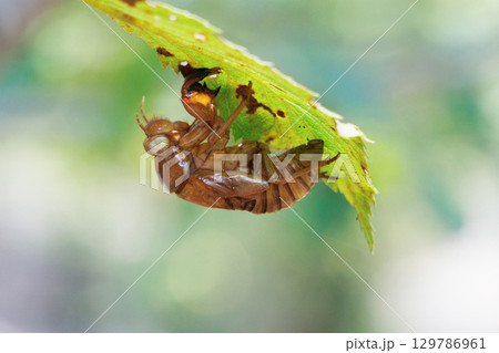 セミの抜け殻 129786961