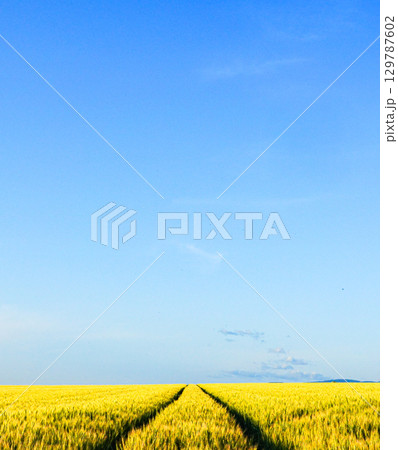 爽やかな青空が広がる北海道美瑛町の麦畑のある風景 129787602
