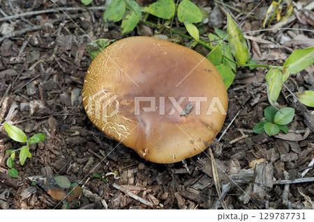 キノコ 129787731