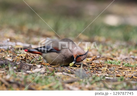 ヤドリギの実を食べるヒレンジャク 129787745