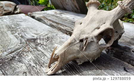 白骨化した鹿の頭 129788059