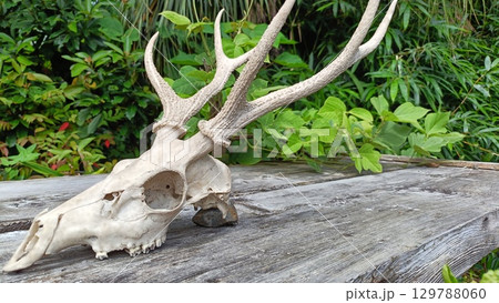 鹿の頭蓋骨の飾り 129788060