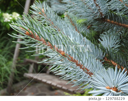 ツ科の園芸品種で銀緑色の葉が美しい「コロラドトウヒ ホプシー」 ツ科の園芸品種で銀緑色の葉が美しい「コロラドトウヒ ホプシー」 129788229