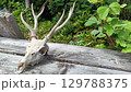 鹿の頭蓋骨の飾り 129788375