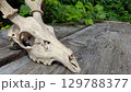綺麗な鹿の頭蓋骨 オブジェ 129788377