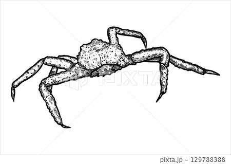 Hand drawn crab. Underwater world. Vector illustration Hand drawn crab. Underwater world. Vector illustration 129788388