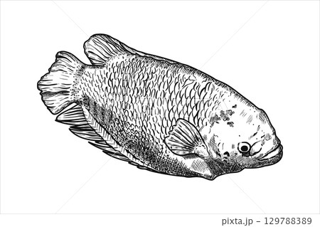 Hand drawn sea fish. Underwater world. Vector illustration 129788389