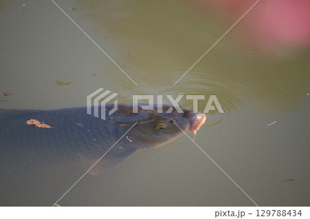 池の鯉 池の鯉 129788434