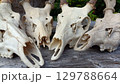 沢山の鹿の頭骨の飾り 129788664