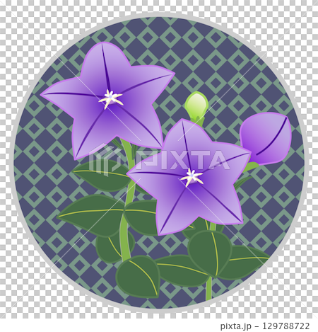 Illustration of a bellflower with a circular background Illustration of a bellflower with a circular background 129788722