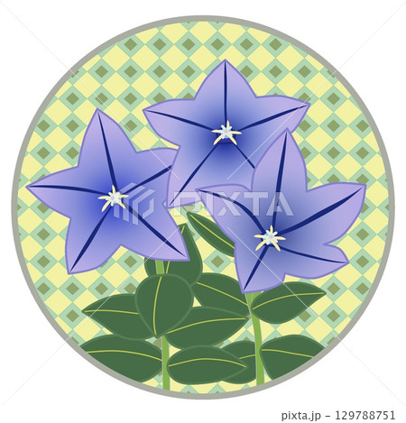 円形背景つきキキョウのイラスト 129788751