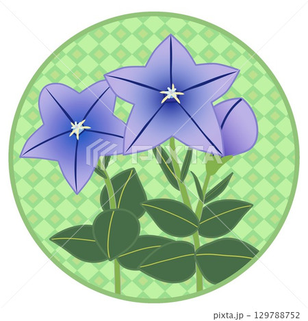 円形背景つきキキョウのイラスト 129788752