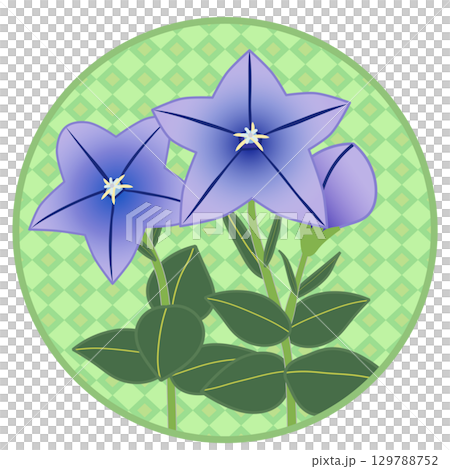 円形背景つきキキョウのイラスト 129788752