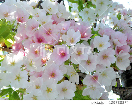 春の日差しを浴びて咲く満開の桜 129788874