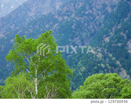 夏の観光名所上高地の森と穂高連峰の風景 夏の観光名所上高地の森と穂高連峰の風景 129788936