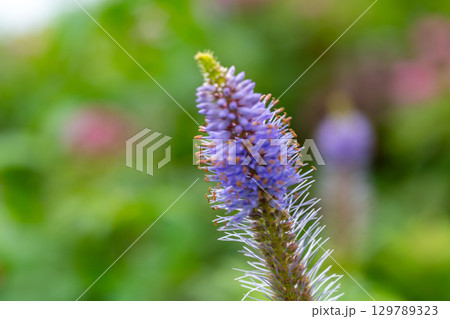 大山ユートピアコースの花々　ナンゴククガイソウ4　鳥取県西伯郡大山町 129789323