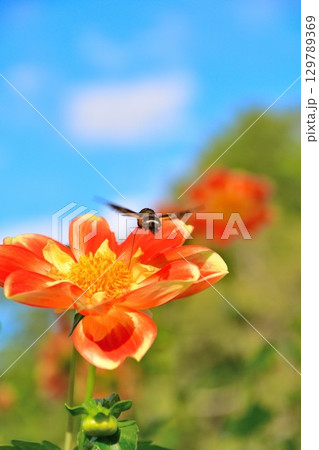 川西ダリア園の美しいダリア(山形県) 川西ダリア園の美しいダリア(山形県) 129789369