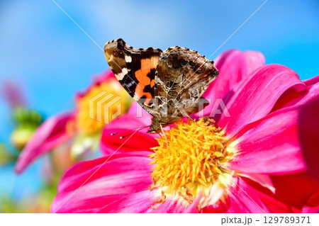 川西ダリア園の美しいダリア(山形県) 川西ダリア園の美しいダリア(山形県) 129789371
