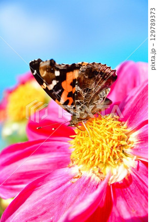 川西ダリア園の美しいダリア(山形県) 川西ダリア園の美しいダリア(山形県) 129789373