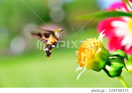 川西ダリア園の美しいダリア（山形県） 129789375