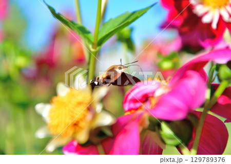 川西ダリア園の美しいダリア(山形県) 川西ダリア園の美しいダリア(山形県) 129789376