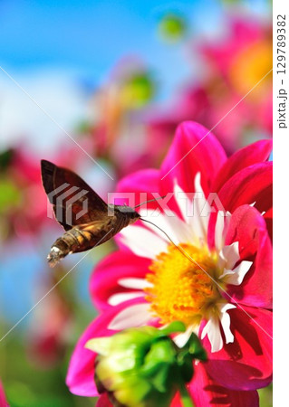 川西ダリア園の美しいダリア(山形県) 川西ダリア園の美しいダリア(山形県) 129789382