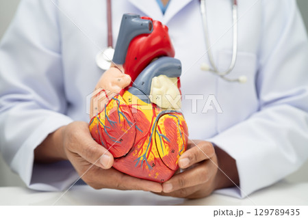 Cardiovascular disease CVD, doctor with heart human model anatomy for treatment patient in hospital. Cardiovascular disease CVD, doctor with heart human model anatomy for treatment patient in hospital. 129789435