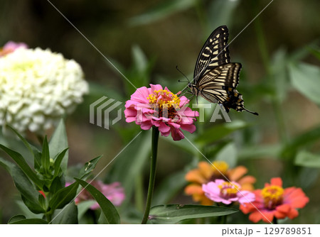 百日草の蜜を吸うアゲハチョウ 129789851