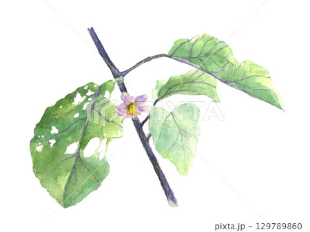 水彩で描い葉付きナスの花【手描き】白バック 切り抜き用 コピースペースあり 129789860