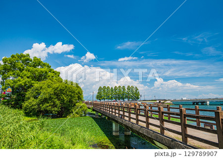 膳所城跡公園の遊歩道 滋賀県大津市 膳所城跡公園の遊歩道 滋賀県大津市 129789907