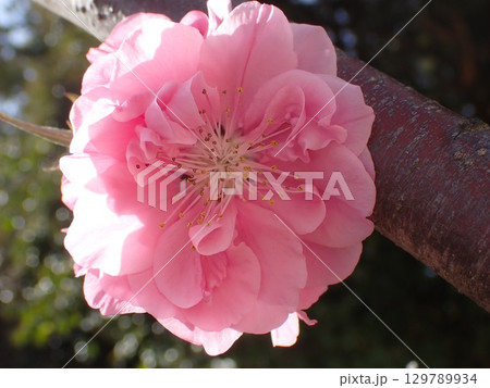 春の陽気に誘われてさくらの花 129789934