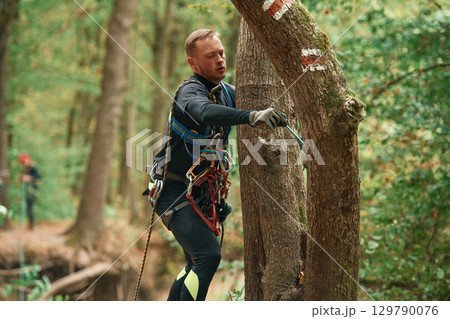 Process of preparing. Man is doing climbing in the forest by use of safety equipment 129790076