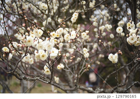 白い梅の花 129790165