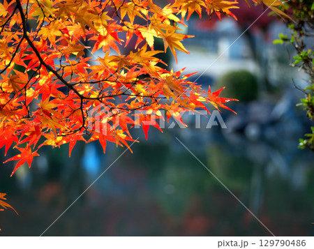 真っ赤な紅葉 真っ赤な紅葉 129790486
