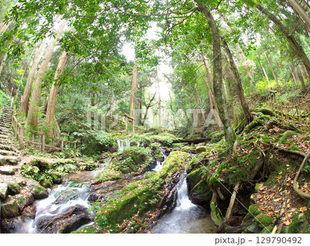 森の中の清流と滝 129790492