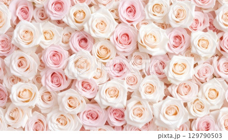 《AI画像》いっぱいに敷き詰められたピンクと白の薔薇の花 129790503