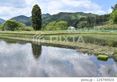 山村　水田　栃木県鹿沼市板荷 129790928