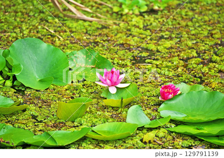 公園の池に咲くピンクのスイレンの花（夏、八月） 129791139