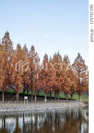 紅葉に染まるメタセコイア並木と水辺の景色 紅葉に染まるメタセコイア並木と水辺の景色 129791390
