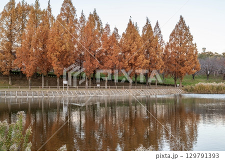 紅葉に染まるメタセコイア並木と水辺の景色 紅葉に染まるメタセコイア並木と水辺の景色 129791393
