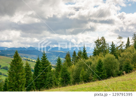 forest in mountain landscape with cloudy sky. carpathian woodland. beautiful nature travel background. scenic view of alpine countryside. coniferous trees on the hill in early autumn 129791395