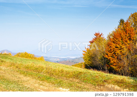 countryside mountain landscape in autumn on a sunny morning. trees in colorful foliage on the hill. rustic scenery under cloudless blue sky. travel carpathians in fall season 129791398