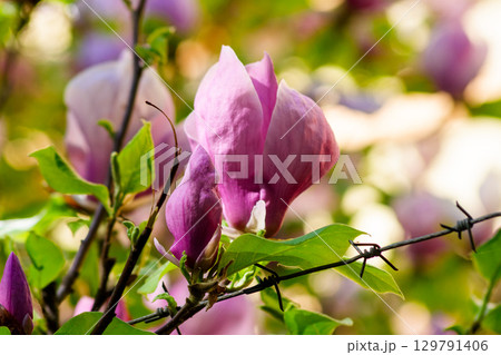 magnolia flowers blooming behind the barbwire. nature or beauty protection concept. backlit scenery of a park in springtime 129791406