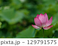 はすの花 129791575